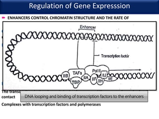 Enhancer Increasing Expression Regulation of gene expression in eukaryotes | PPTX