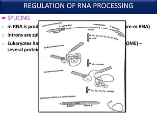 Regulation of gene expression in eukaryotes | PPTX