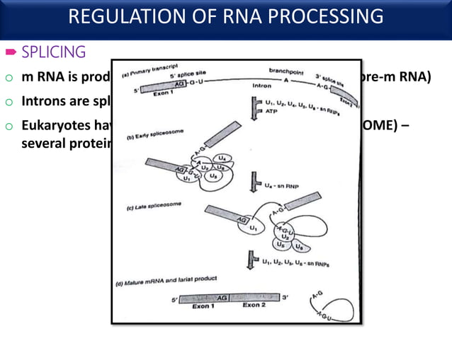 Regulation of gene expression in eukaryotes | PPTX