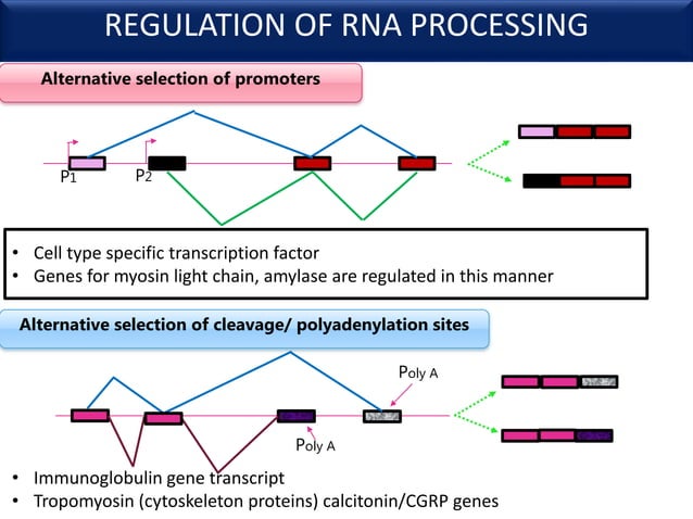 Regulation of gene expression in eukaryotes | PPTX