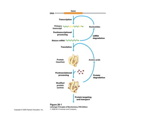 Regulation of gene expression in prokaryotes | PDF