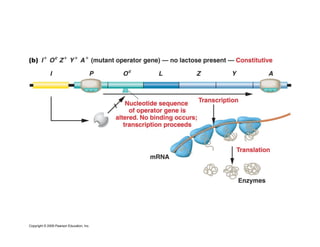 Regulation of gene expression in prokaryotes | PDF
