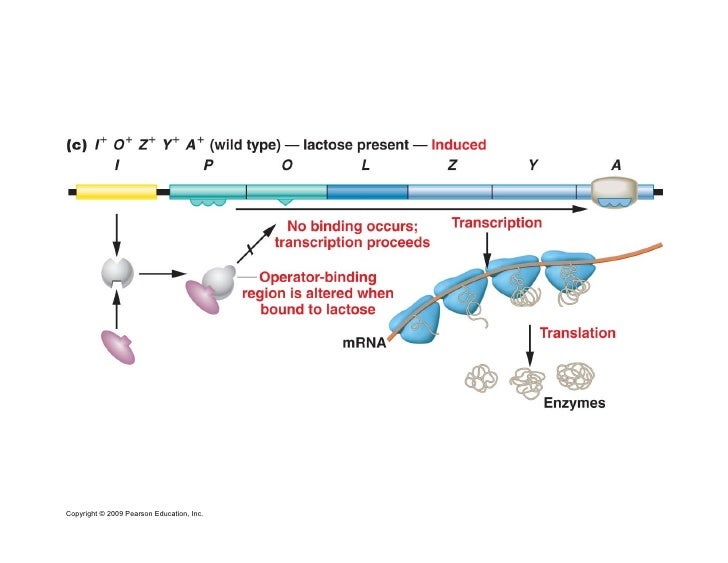 Regulation of gene expression in prokaryotes
