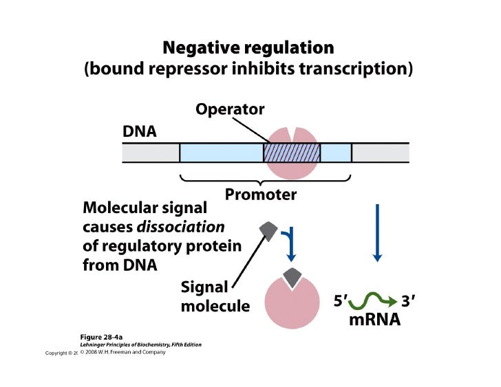 Regulation of gene expression in prokaryotes
