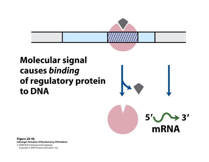 Regulation of gene expression in prokaryotes