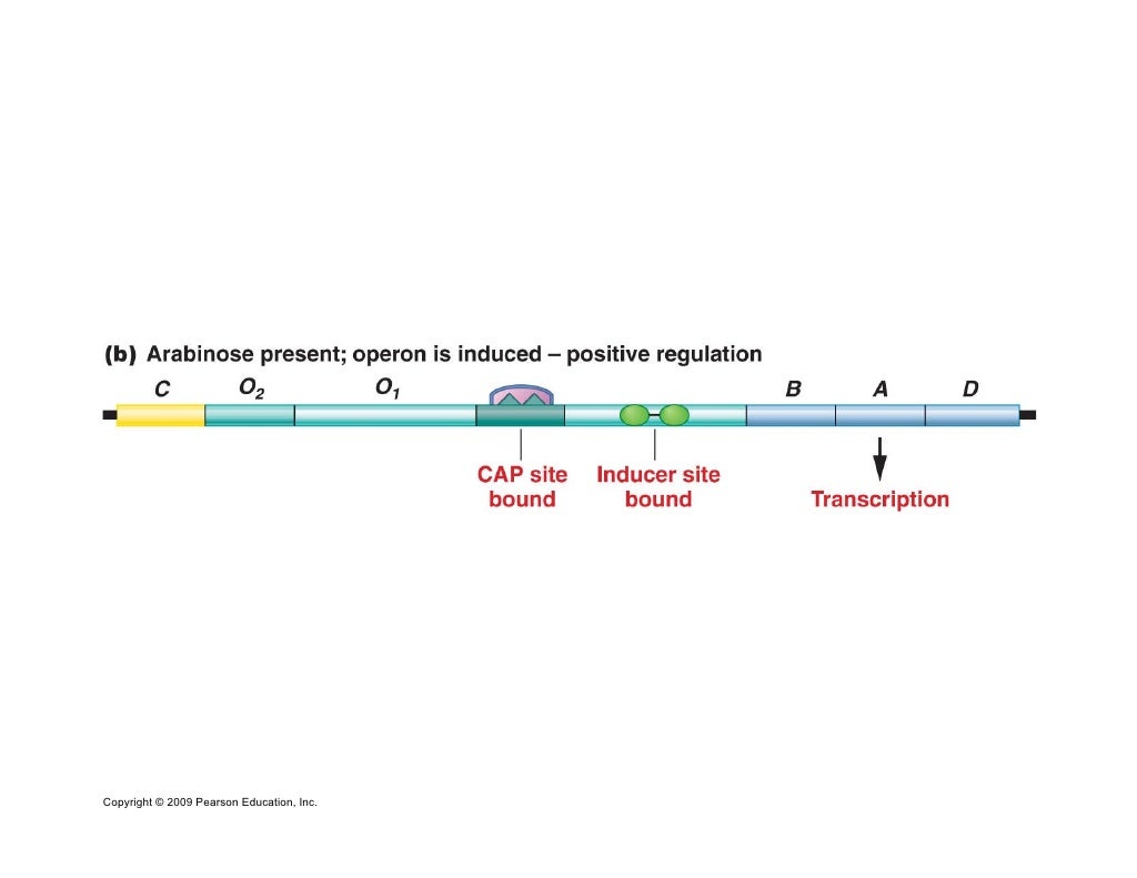 Regulation of gene expression in prokaryotes