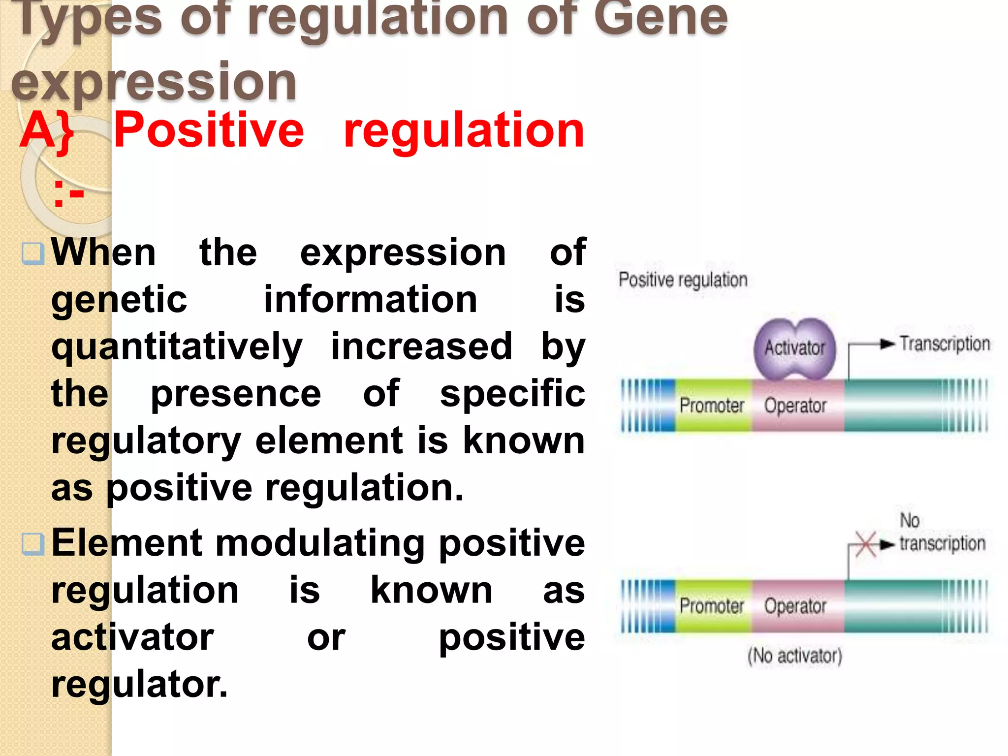Regulation of gene expression in prokaryotes | PPTX | Chemistry | Science