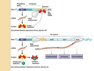 Regulation of gene expression in prokaryotes | PPTX