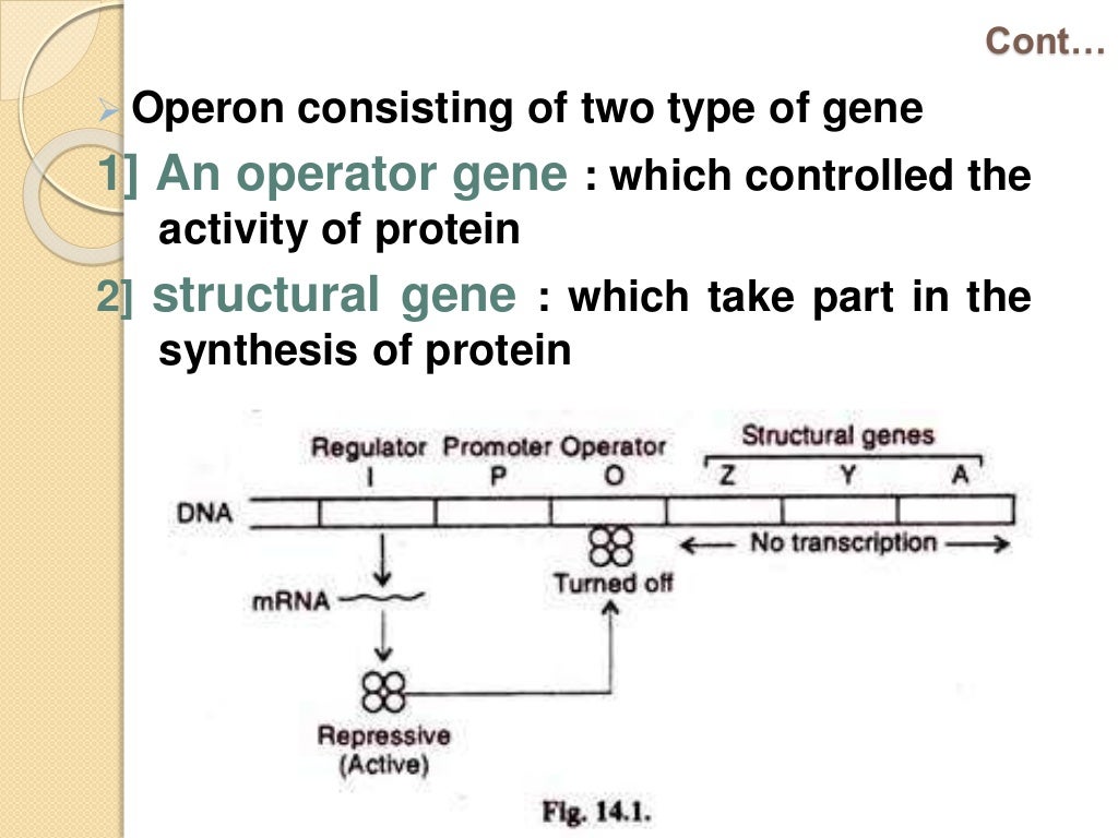 Regulation of gene expression in prokaryotes