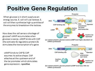 Regulation of gene expression in prokaryotes | PDF
