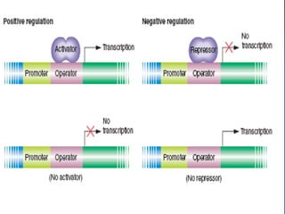 Regulation of gene expression in Prokaryotes (1).pdf