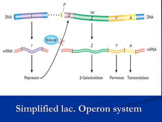 Regulation of gene expression in Prokaryotes (1).pdf