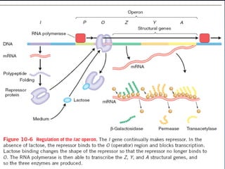 Regulation of gene expression in Prokaryotes (1).pdf