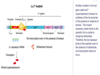 Regulation of gene expression in Prokaryotes (1).pdf