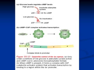 Regulation of gene expression in Prokaryotes (1).pdf