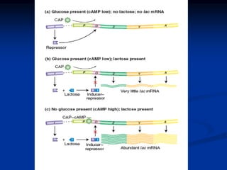 Regulation of gene expression in Prokaryotes (1).pdf