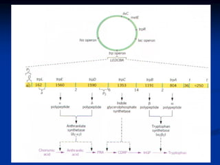 Regulation of gene expression in Prokaryotes (1).pdf