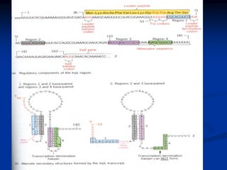 Regulation of gene expression in Prokaryotes (1).pdf