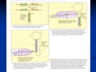 Regulation of gene expression in Prokaryotes (1).pdf