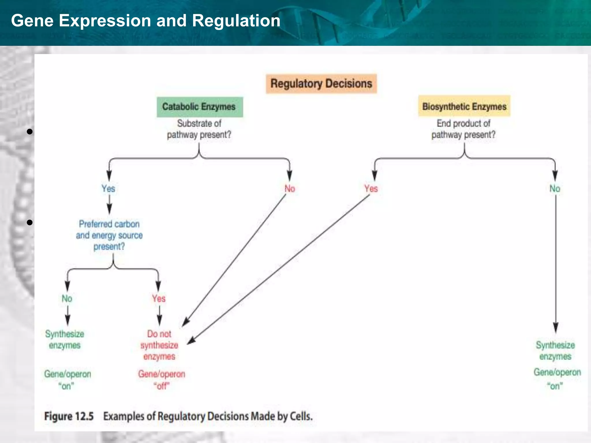 Gene Expression and Regulation
• A gene is expressed through polypeptide synthesis. One
gene directs formation of one polypeptide chain.
• Concentration of particular protein varies even in a
simple bacterial cell ( E.coli) , with time and nature of
nutrients present in medium (environment) ,suggesting
regulation of gene expression.
 