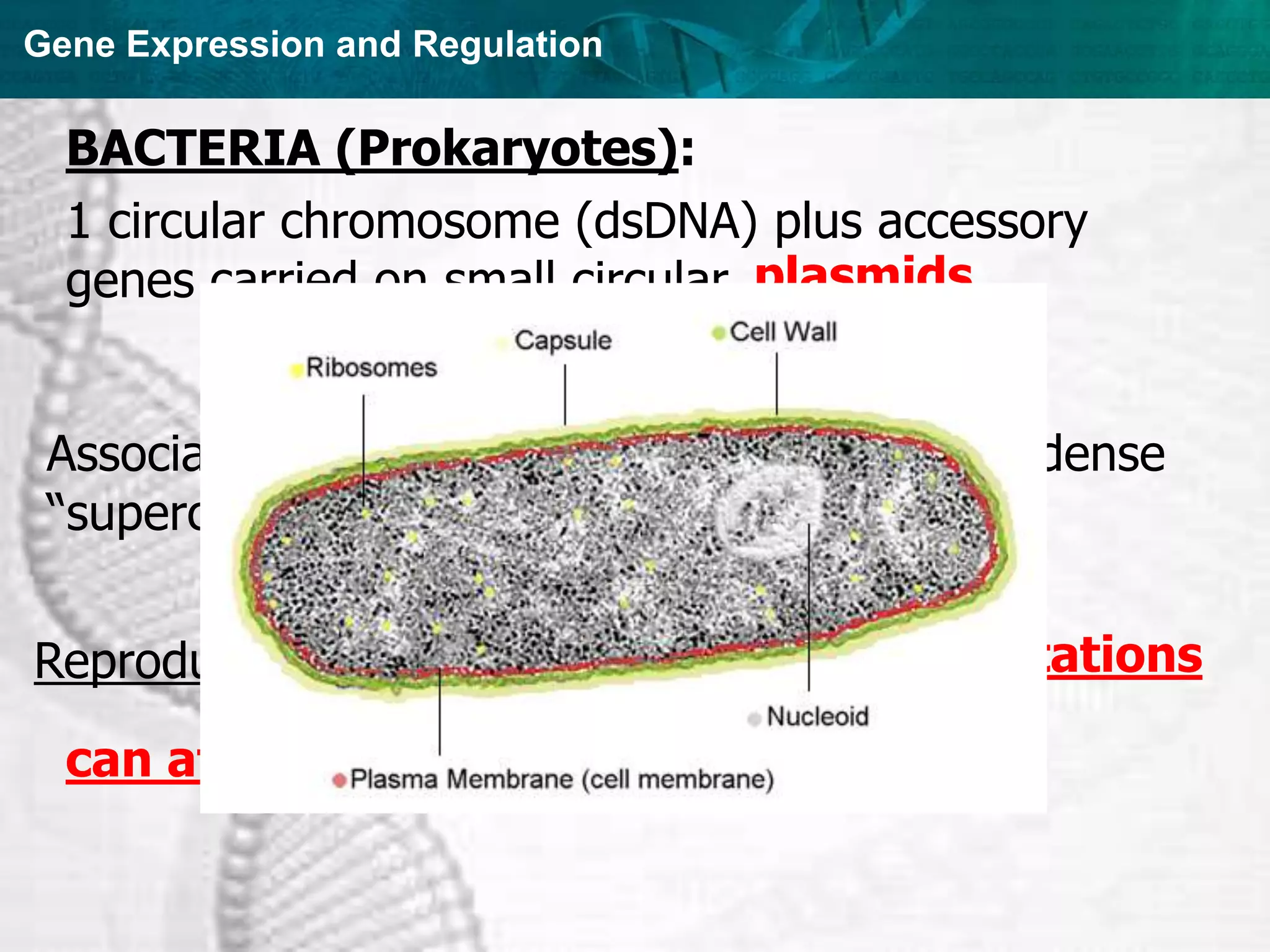 Gene Expression and Regulation
Reproduce rapidly, short life span =
BACTERIA (Prokaryotes):
1 circular chromosome (dsDNA) plus accessory
genes carried on small circular plasmids
can affect evolution quickly
new mutations
Associated proteins cause the DNA to form a dense
“supercoil” region called the nucleoid
 