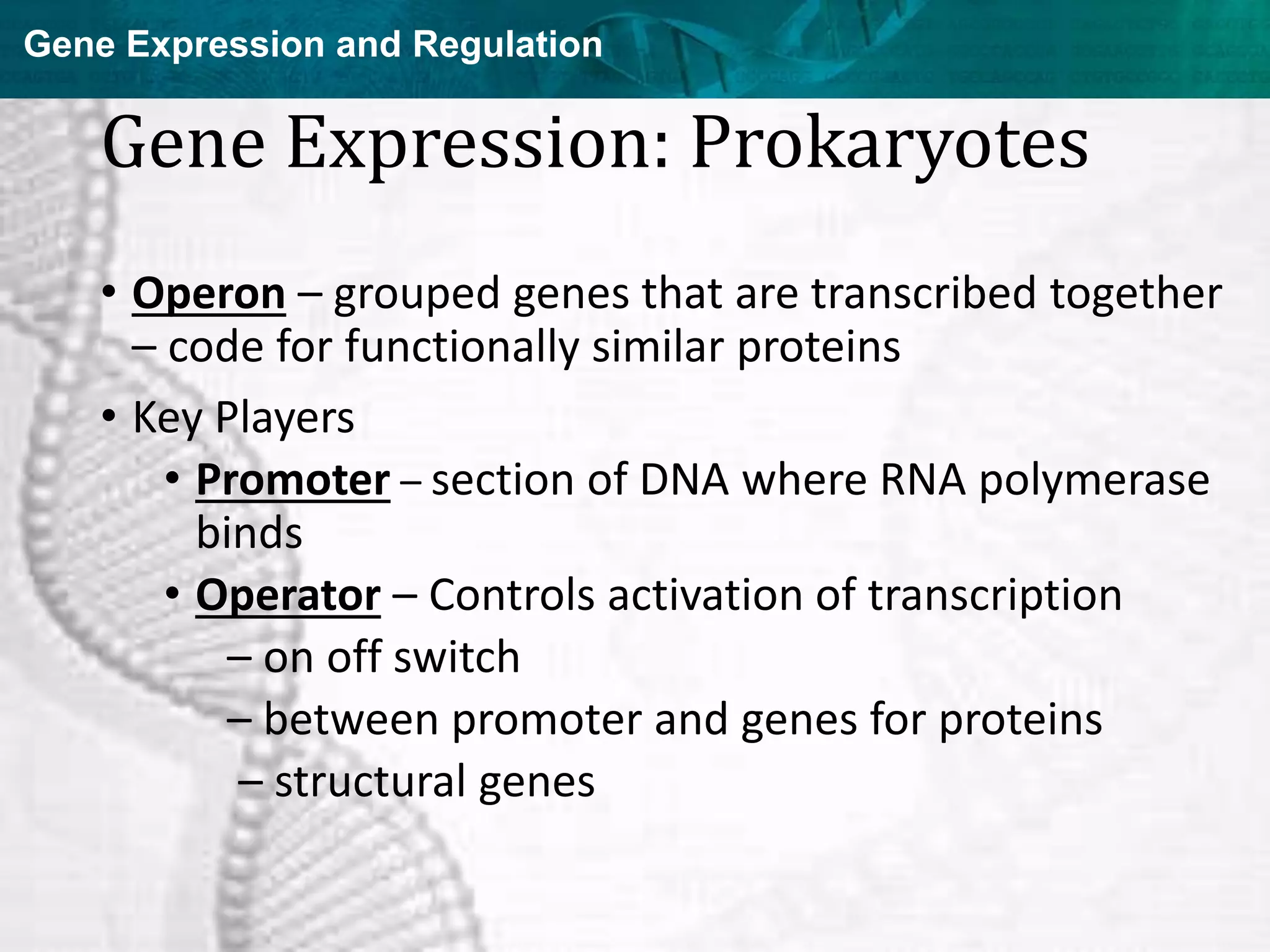 Gene Expression and Regulation
Gene Expression: Prokaryotes
• Operon – grouped genes that are transcribed together
– code for functionally similar proteins
• Key Players
• Promoter – section of DNA where RNA polymerase
binds
• Operator – Controls activation of transcription
– on off switch
– between promoter and genes for proteins
– structural genes
 