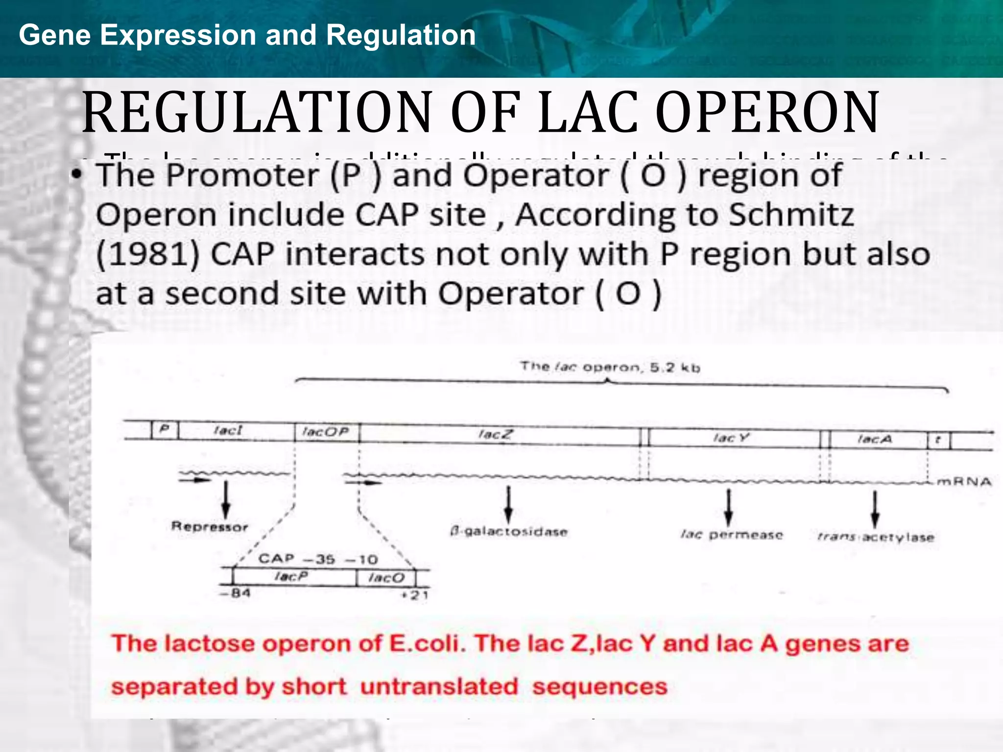 Gene Expression and Regulation
REGULATION OF LAC OPERON
• The lac operon is additionally regulated through binding of the
cAMP-receptor protein, CRP (also termed the catabolite
activator protein, CAP) to sequences near the promoter domain
of the operon.
• The result is a 50 fold enhancement of polymerase activity
• Actually lac operon also contains some elements of positive
control as well.
• Positive control means some effector is required for
transcription.
• In lac system , the Catabolic Activator Protein (CAP ) is an
effector.
• This protein when combined with cyclic Adenosine Mono
Phosphate (cAMP ), facilitates the attachment of RNA
Polymerase (Transcriptase ) to the operon.
 