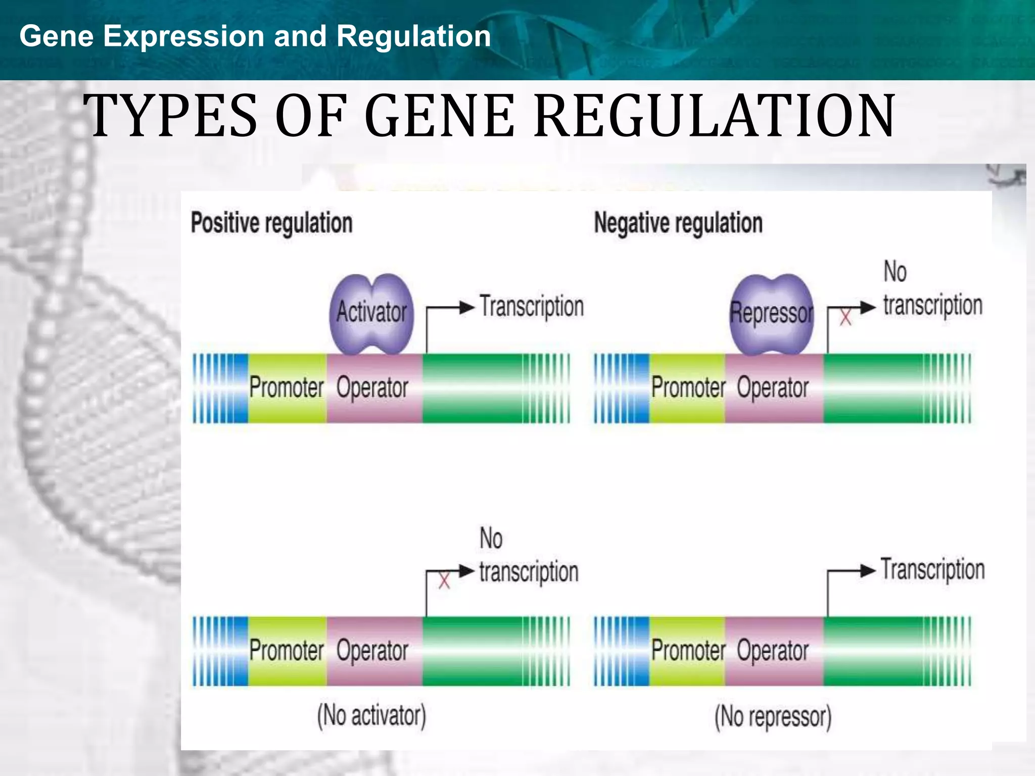 Gene Expression and Regulation
TYPES OF GENE REGULATION
 