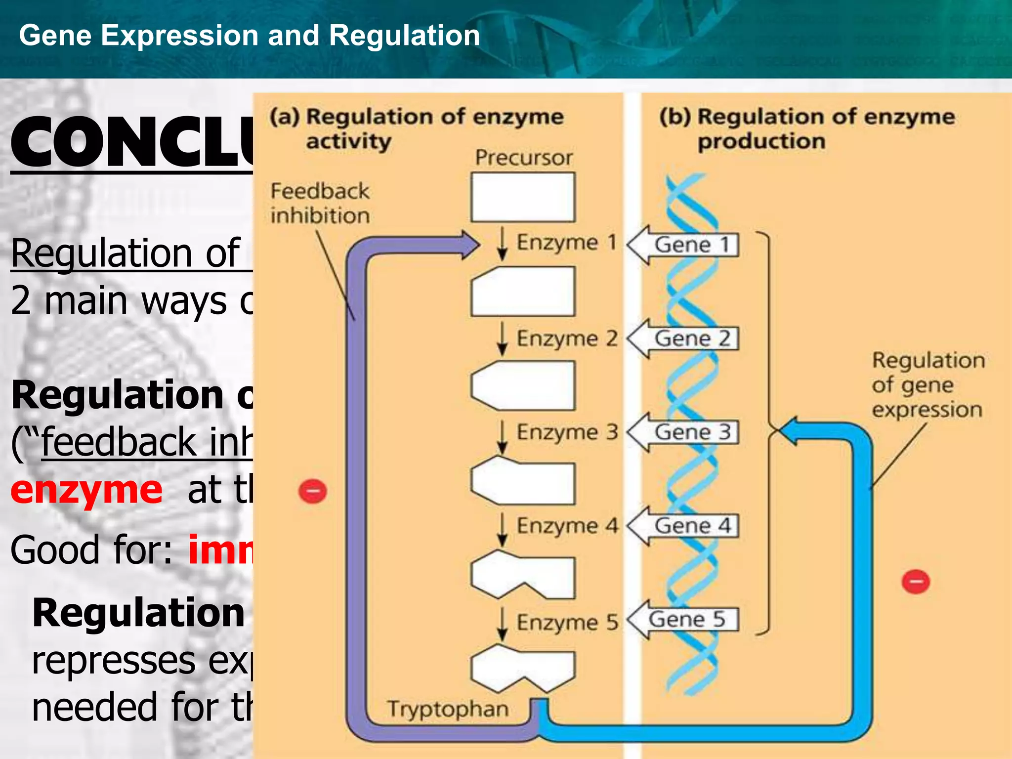 Gene Expression and Regulation
CONCLUSION
Regulation of Gene Expression in Prokaryotes: Cells have
2 main ways of controlling metabolism.
Regulation of enzyme activity
(“feedback inhibition”): the end-product inhibits the
enzyme at the beginning of the pathway.
Good for: immediate, short-term response.
Regulation of gene expression: end-product
represses expression of genes for all the enzymes
needed for the pathway (longer-term response).
 