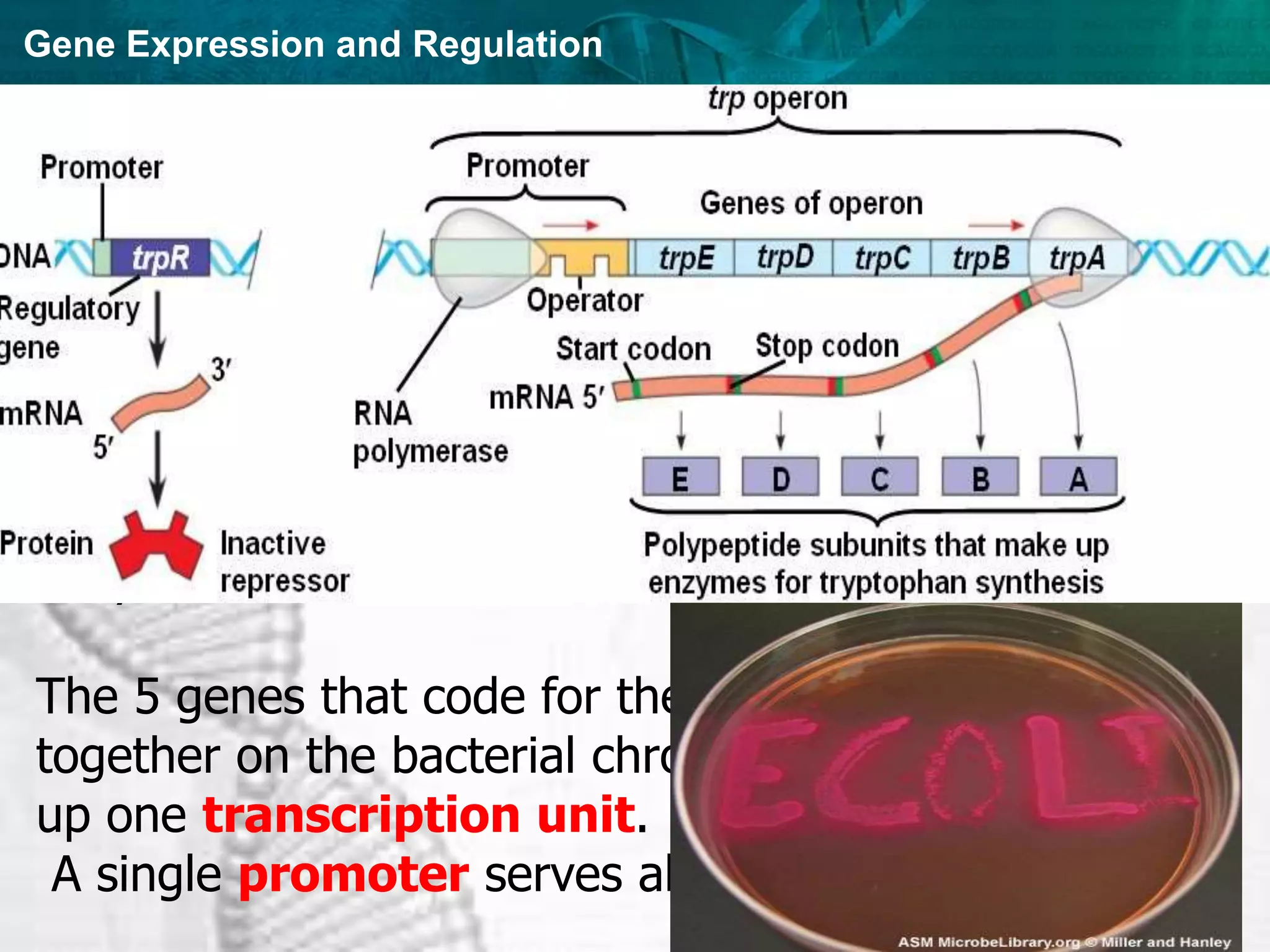 Gene Expression and Regulation
The Operon Model:
Many Bacterial genes are turned on or off by changes in the
metabolic status of the cell. In 1961, a basic mechanism for this
control of gene expression was first described using E.coli
bacteria.
E.coli bacteria require the amino acid tryptophan.
They can get it from their surroundings or they can
produce it using a multistep pathway requiring 5
enzymes.
The 5 genes that code for these enzymes are clustered
together on the bacterial chromosome and make
up one transcription unit.
A single promoter serves all 5 genes.
 