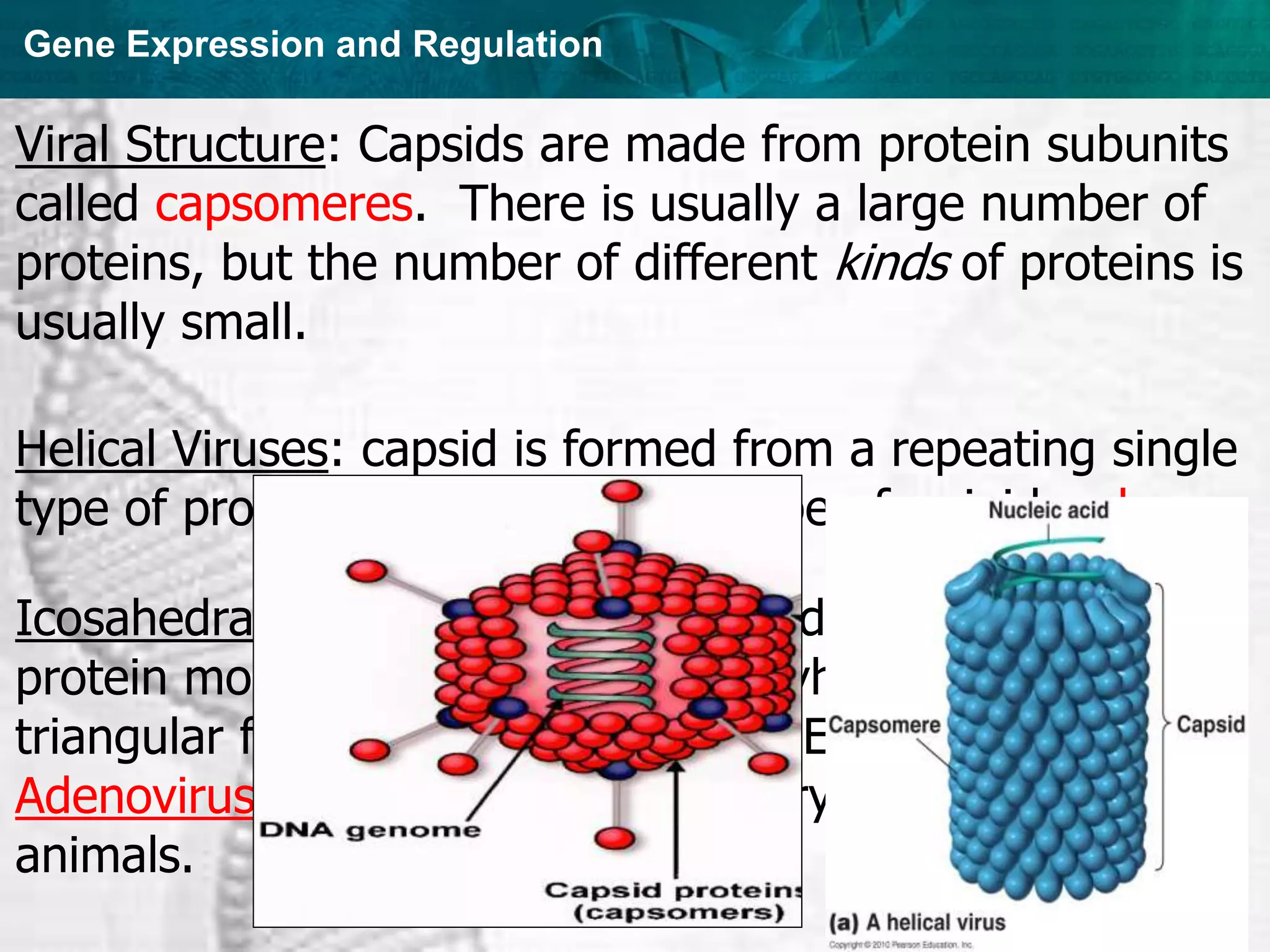 Gene Expression and Regulation
Viral Structure: Capsids are made from protein subunits
called capsomeres. There is usually a large number of
proteins, but the number of different kinds of proteins is
usually small.
Helical Viruses: capsid is formed from a repeating single
type of protein with the overall shape of a rigid rod.
Icosahedral Viruses: capsid is formed from 252 identical
protein molecules arranged in a polyhedron with 20
triangular facets – an icosahedron. Example:
Adenoviruses which cause respiratory infections in
animals.
 
