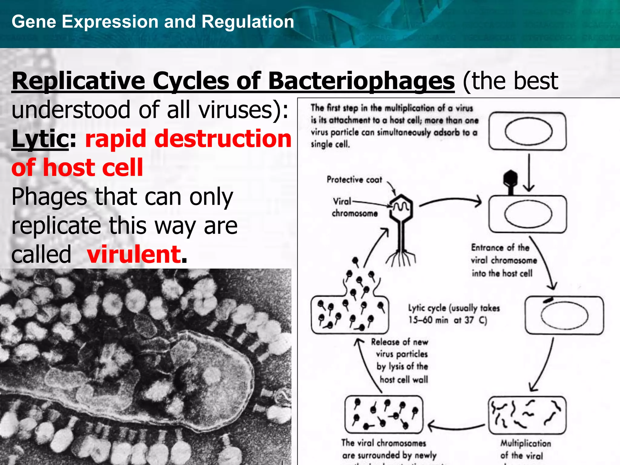 Gene Expression and Regulation
Replicative Cycles of Bacteriophages (the best
understood of all viruses):
Lytic: rapid destruction
of host cell
Phages that can only
replicate this way are
called virulent.
 
