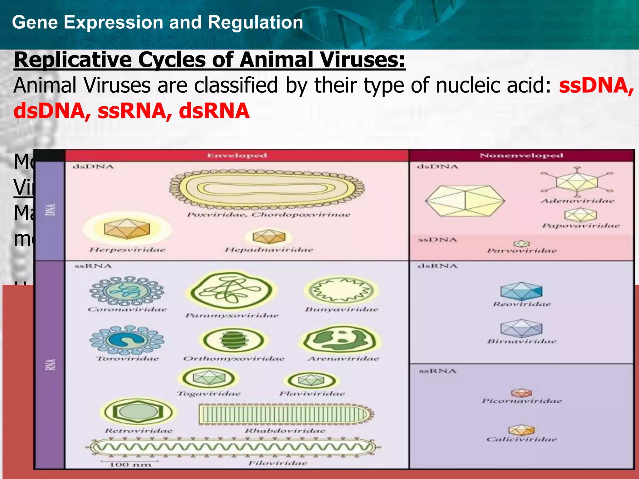 Gene Expression and Regulation
Replicative Cycles of Animal Viruses:
Animal Viruses are classified by their type of nucleic acid: ssDNA,
dsDNA, ssRNA, dsRNA
Most have RNA genome and an envelope.
Viral envelopes:
Made of viral ___ glycoproteins ___ embedded in host
membrane ___ (plasma or nuclear) ___.
Help virus enter host cell.
Enveloped viruses can exit host cells without killing them .
Sometimes (as in herpes viruses) copies of the viral DNA can
remain latent in host cells until a physical or emotional stress
triggers active virus production.
 