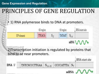 Regulation of gene expression in prokaryotes and viruses | PPT