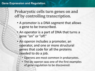 Regulation of gene expression in prokaryotes and viruses | PPT
