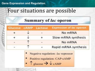 Regulation of gene expression in prokaryotes and viruses | PPT