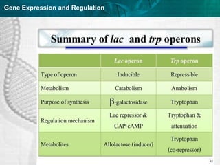 Regulation of gene expression in prokaryotes and viruses | PPT