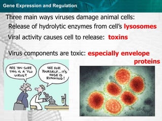 Regulation of gene expression in prokaryotes and viruses | PPT