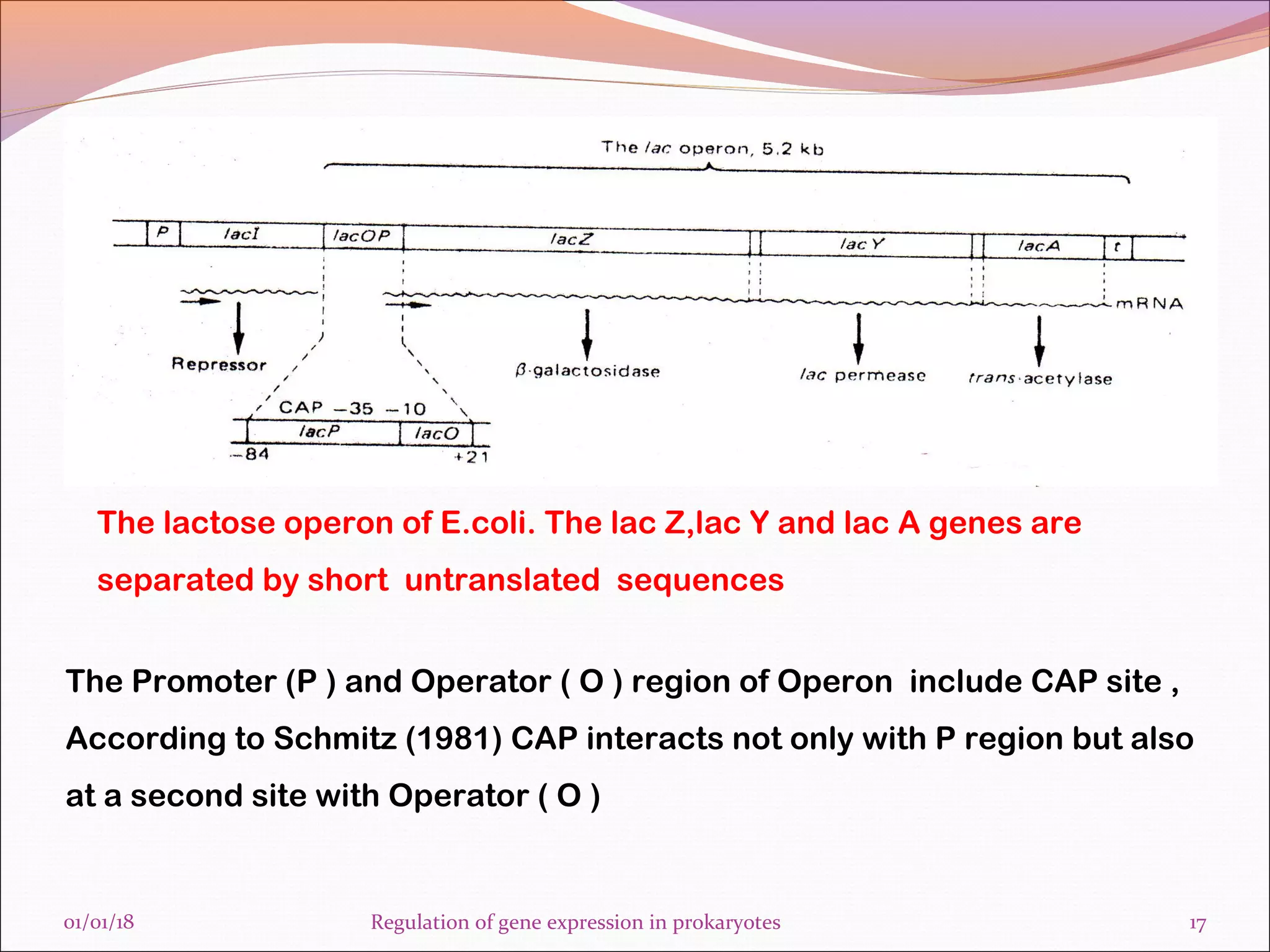 Regulation of gene expression in prokaryotes final | PPT