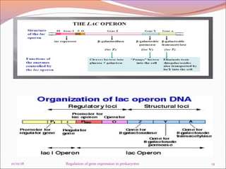 Regulation of gene expression in prokaryotes final | PPT