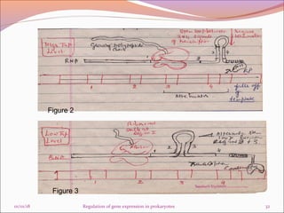 Regulation of gene expression in prokaryotes final | PPT