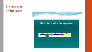 Regulation of gene expression in Prokaryotes (Lac Operon).pptx by ...