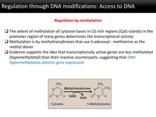 Regulation of Gene Expression | PPTX