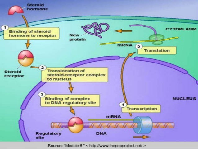 Gene regulation by steroid hormones