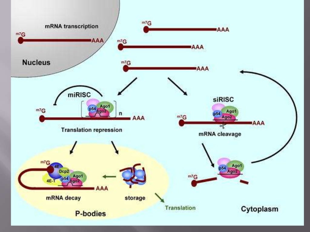 Regulation of Gene Expression ppt
