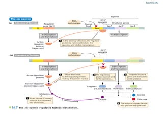 Regulation of gene transcription in prokaryotes and eukaryotes.pptx