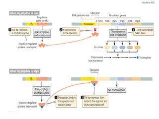 Regulation of gene transcription in prokaryotes and eukaryotes.pptx