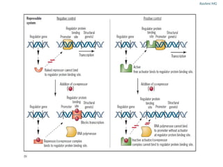 Regulation of gene transcription in prokaryotes and eukaryotes.pptx