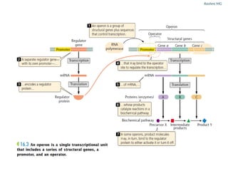 Regulation of gene transcription in prokaryotes and eukaryotes.pptx