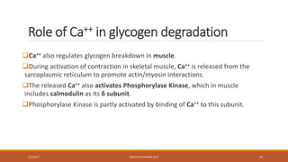 Regulation of glycogen metabolism | PPTX